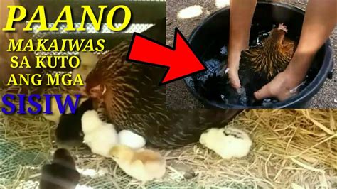kuto ng manok